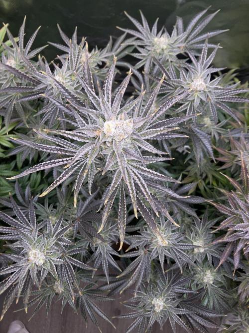 FRESH PRESSED RUNTZ Purple City Genetics. Week 10