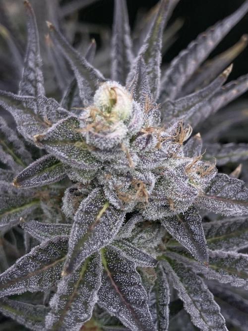 FRESH PRESSED RUNTZ Purple City Genetics. Week 10