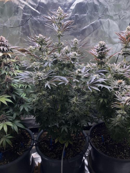 FRESH PRESSED RUNTZ Purple City Genetics. Week 10