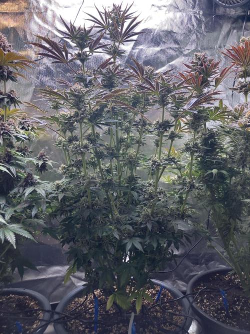 FRESH PRESSED RUNTZ Purple City Genetics. Week 10