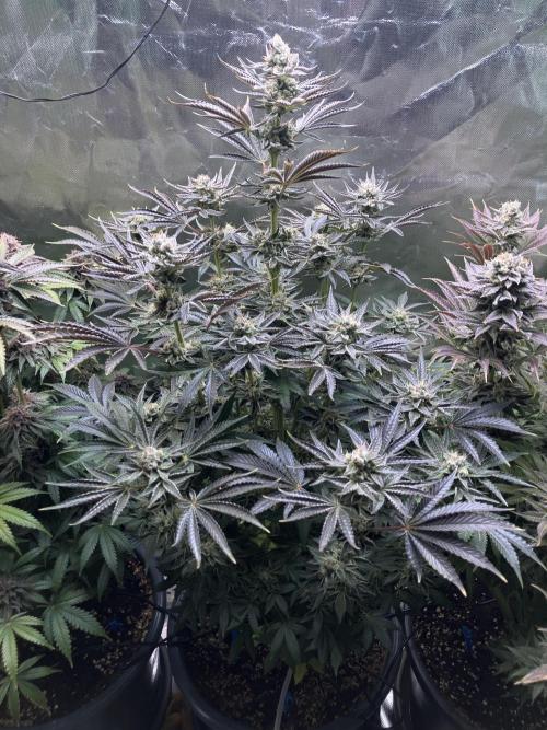 FRESH PRESSED RUNTZ Purple City Genetics. Week 10