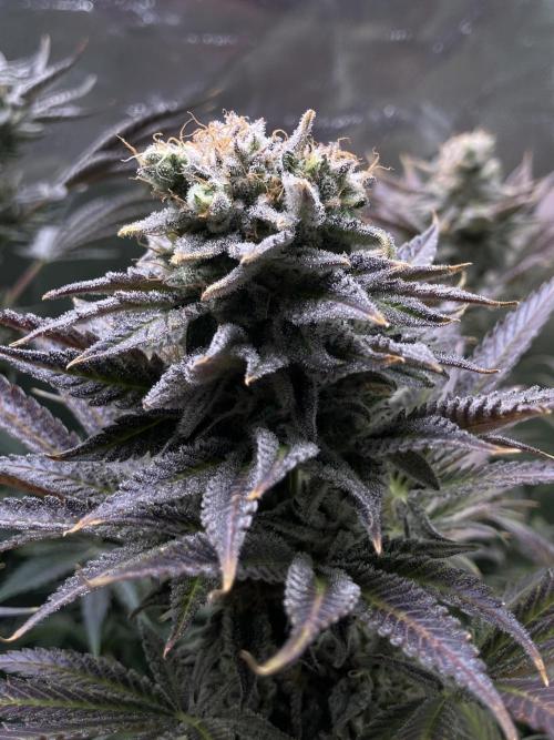 HINDU KUSH Divine Seeds. Week 10