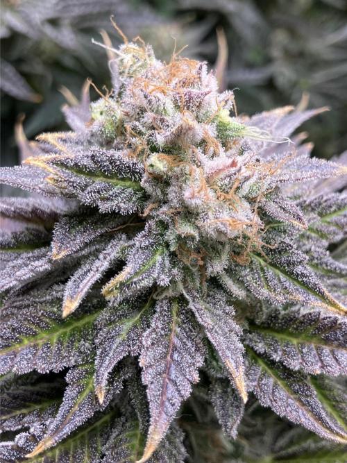 HINDU KUSH Divine Seeds. Week 10