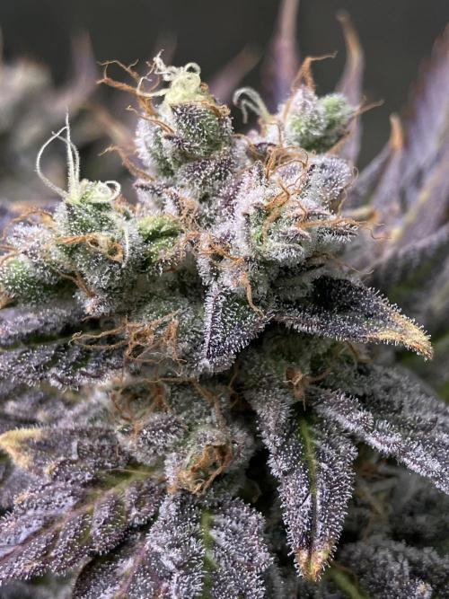 HINDU KUSH Divine Seeds. Week 10