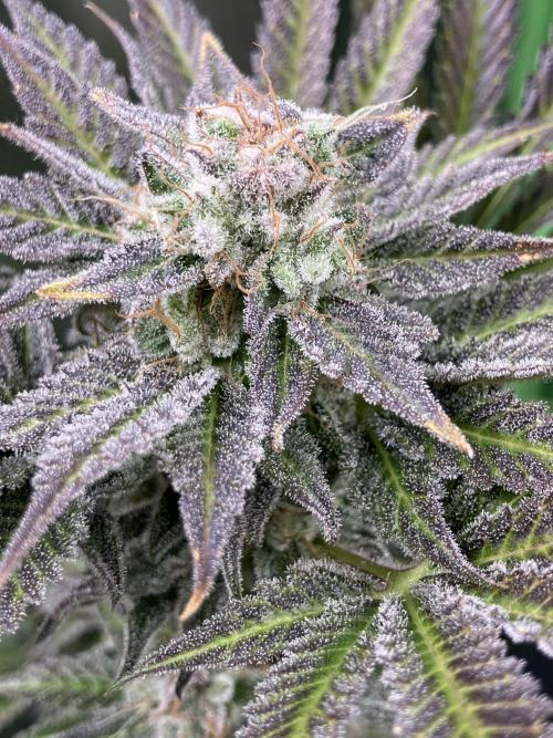 HINDU KUSH Divine Seeds. Week 10