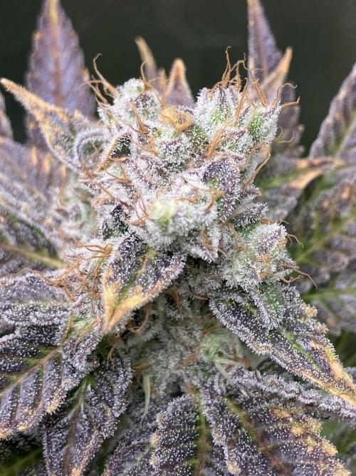 HINDU KUSH Divine Seeds. Week 10