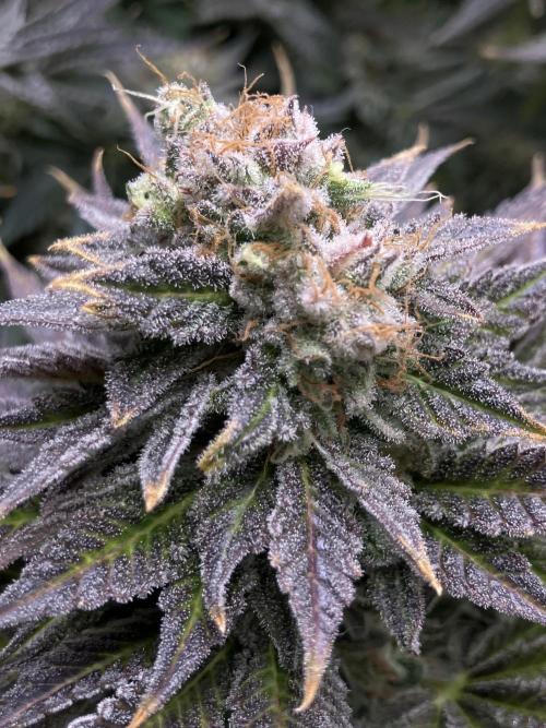 HINDU KUSH Divine Seeds. Week 10