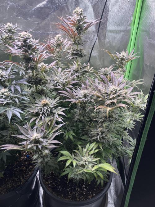 HINDU KUSH Divine Seeds. Week 10