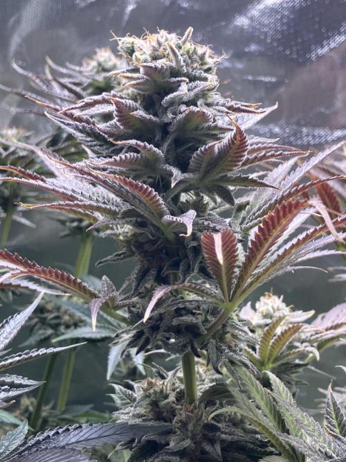 HINDU KUSH Divine Seeds. Week 10