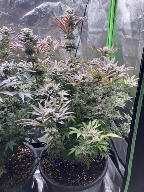 HINDU KUSH Divine Seeds. Week 10