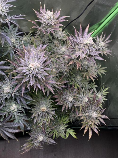 HINDU KUSH Divine Seeds. Week 10