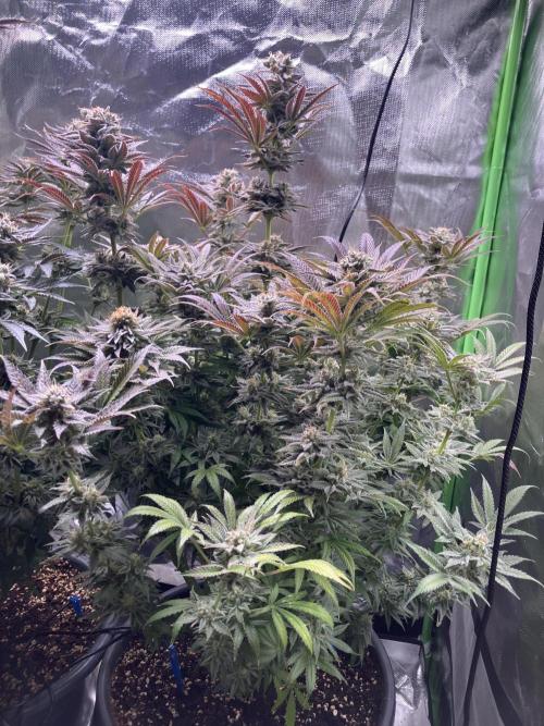 HINDU KUSH Divine Seeds. Week 10