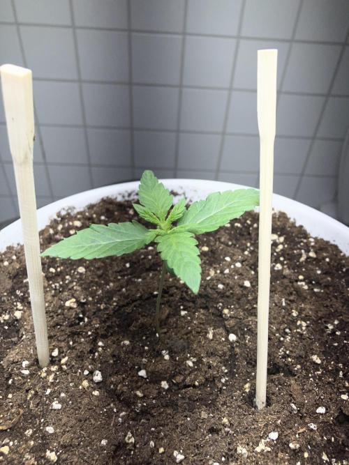 FORBIDDEN BLUEPRINT / PCG. Week 1