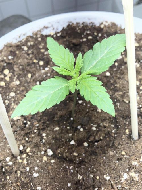 FORBIDDEN BLUEPRINT / PCG. Week 1