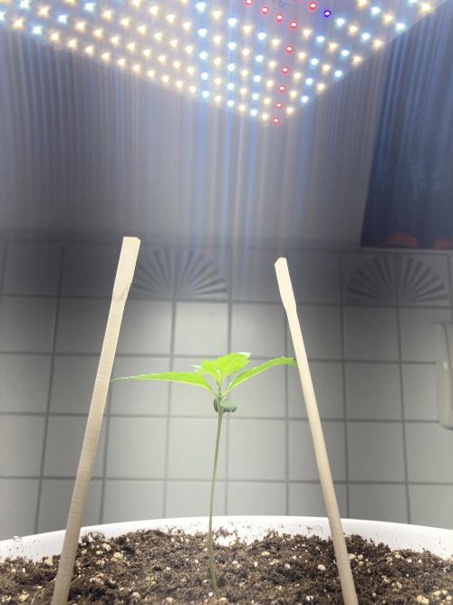 FORBIDDEN BLUEPRINT / PCG. Week 1