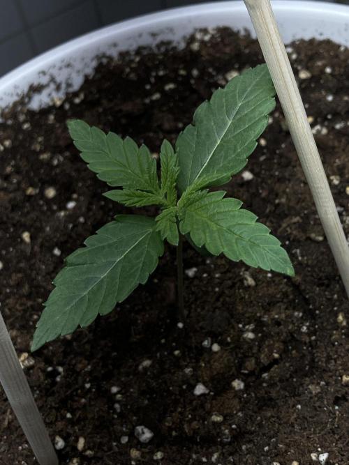 FORBIDDEN BLUEPRINT / PCG. Week 1