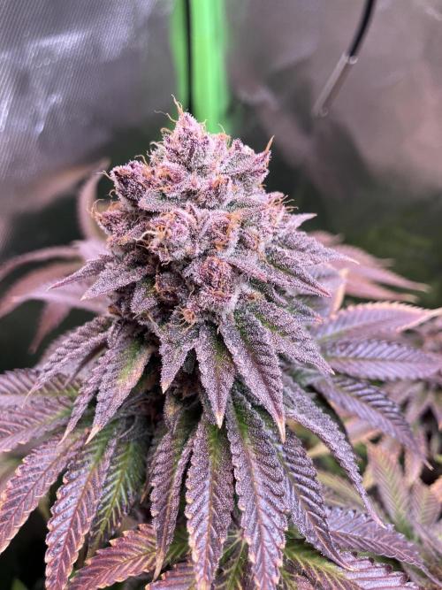 FORBIDDEN BLUEPRINT Purple City Genetics. Week 11