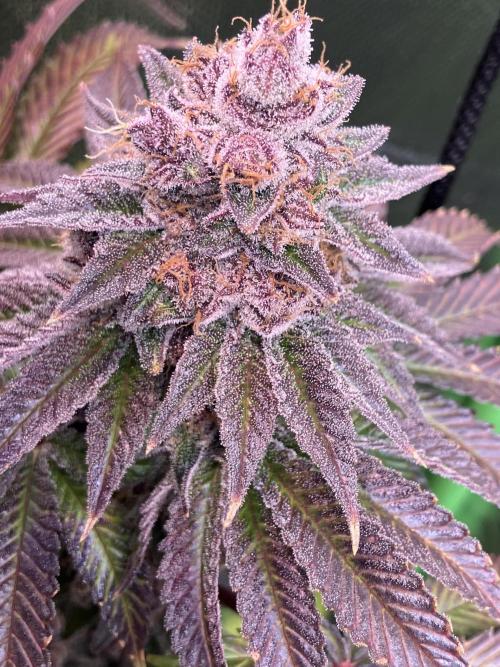 FORBIDDEN BLUEPRINT Purple City Genetics. Week 11