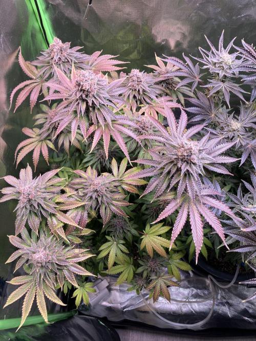 FORBIDDEN BLUEPRINT Purple City Genetics. Week 11