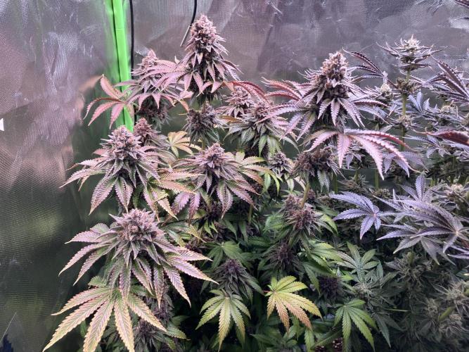 FORBIDDEN BLUEPRINT Purple City Genetics. Week 11