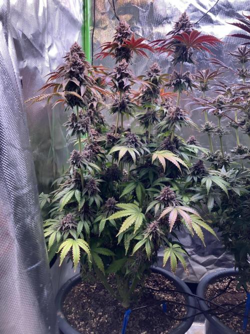 FORBIDDEN BLUEPRINT Purple City Genetics. Week 11