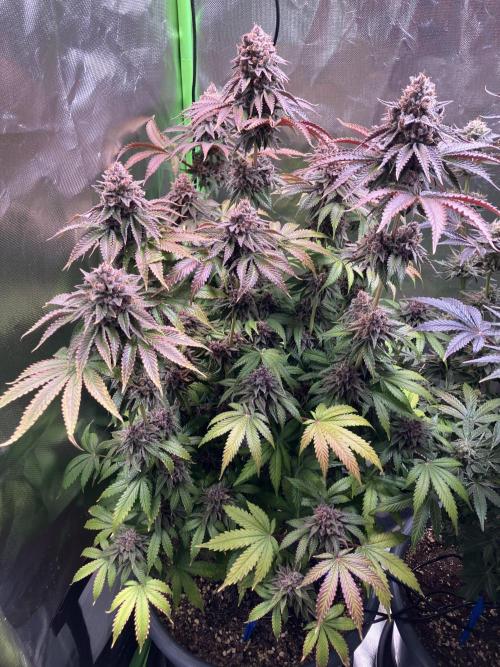 FORBIDDEN BLUEPRINT Purple City Genetics. Week 11