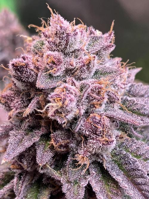 FORBIDDEN BLUEPRINT Purple City Genetics. Week 11