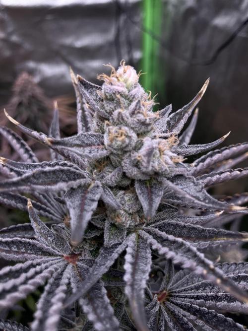 FRESH PRESSED RUNTZ Purple City Genetics. Week 11