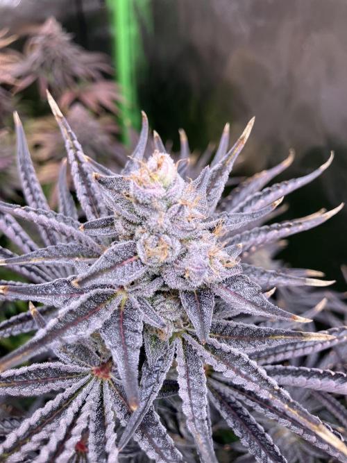 FRESH PRESSED RUNTZ Purple City Genetics. Week 11