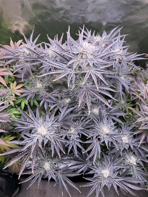 FRESH PRESSED RUNTZ Purple City Genetics. Week 11