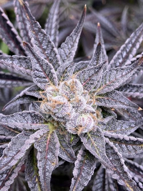FRESH PRESSED RUNTZ Purple City Genetics. Week 11