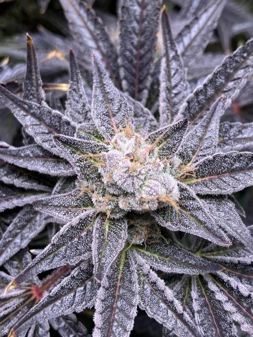 FRESH PRESSED RUNTZ Purple City Genetics. Week 11