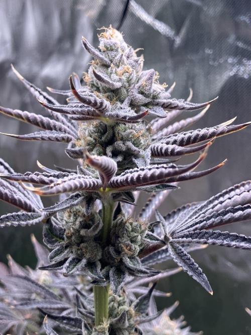 FRESH PRESSED RUNTZ Purple City Genetics. Week 11