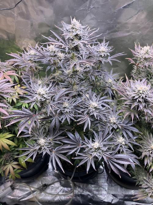 FRESH PRESSED RUNTZ Purple City Genetics. Week 11