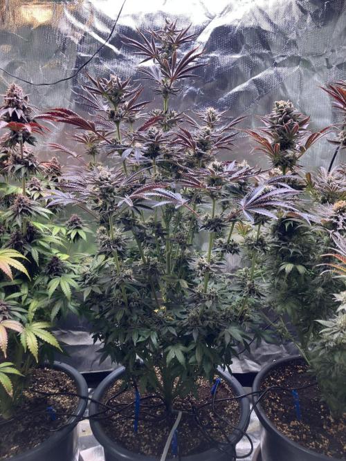 FRESH PRESSED RUNTZ Purple City Genetics. Week 11