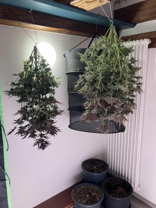 FRESH PRESSED RUNTZ Purple City Genetics. Week 11