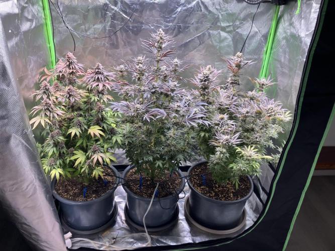 HINDU KUSH Divine Seeds. Week 11