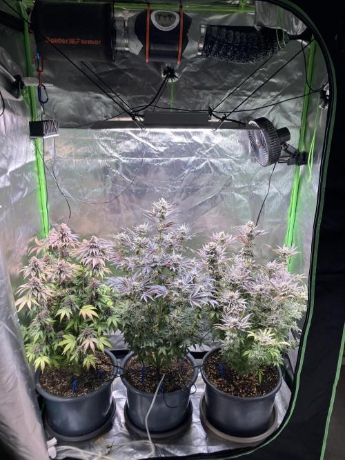 HINDU KUSH Divine Seeds. Week 11