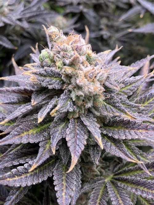 HINDU KUSH Divine Seeds. Week 11