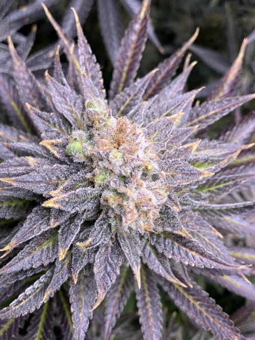 HINDU KUSH Divine Seeds. Week 11