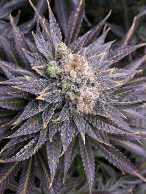 HINDU KUSH Divine Seeds. Week 11