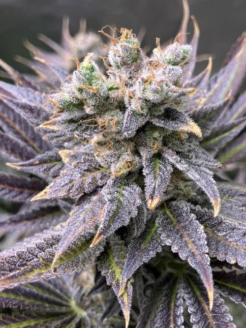 HINDU KUSH Divine Seeds. Week 11