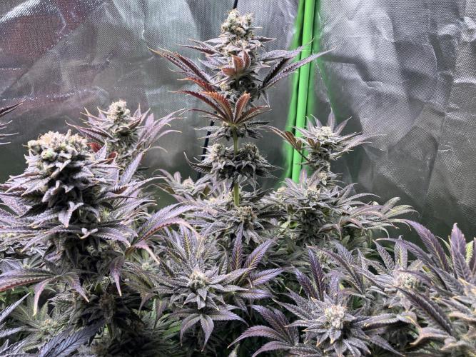 HINDU KUSH Divine Seeds. Week 11