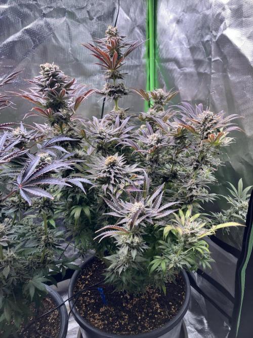 HINDU KUSH Divine Seeds. Week 11