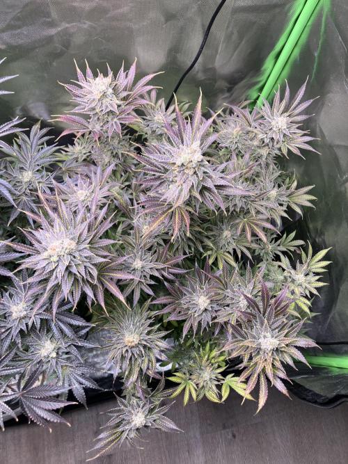 HINDU KUSH Divine Seeds. Week 11