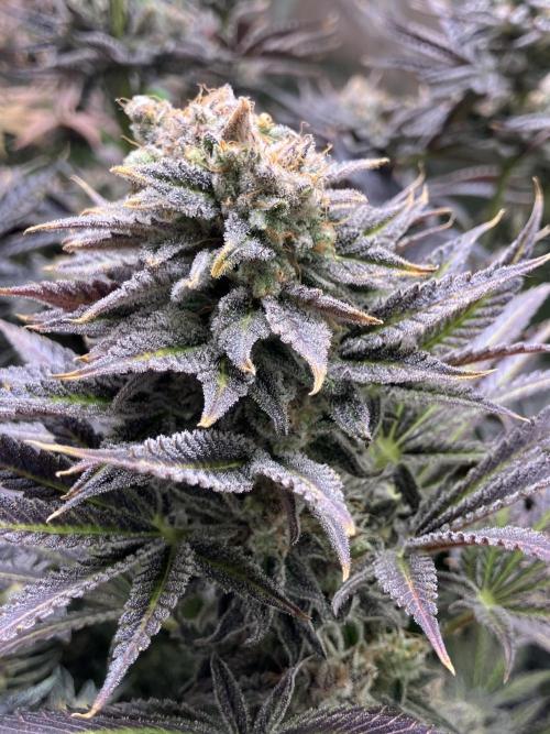 HINDU KUSH Divine Seeds. Week 11