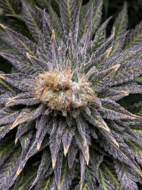 HINDU KUSH Divine Seeds. Week 11