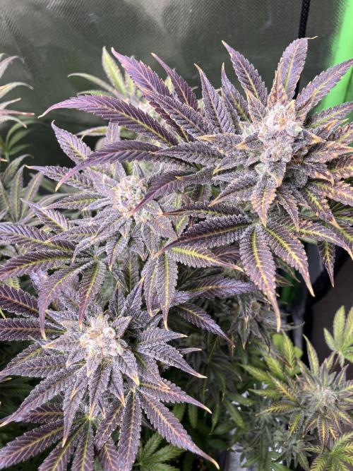 HINDU KUSH Divine Seeds. Week 11