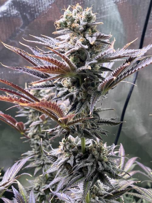 HINDU KUSH Divine Seeds. Week 11