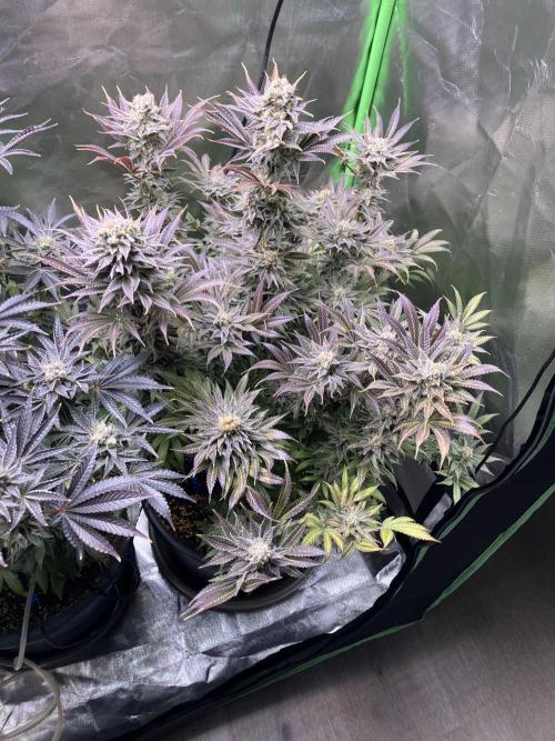 HINDU KUSH Divine Seeds. Week 11